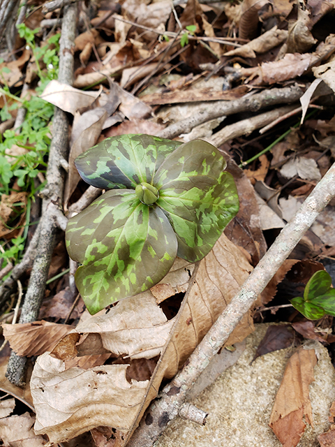 Trillium cuneatum (Little sweet betsy) #87898