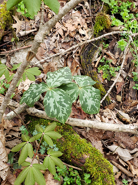 Trillium cuneatum (Little sweet betsy) #87899