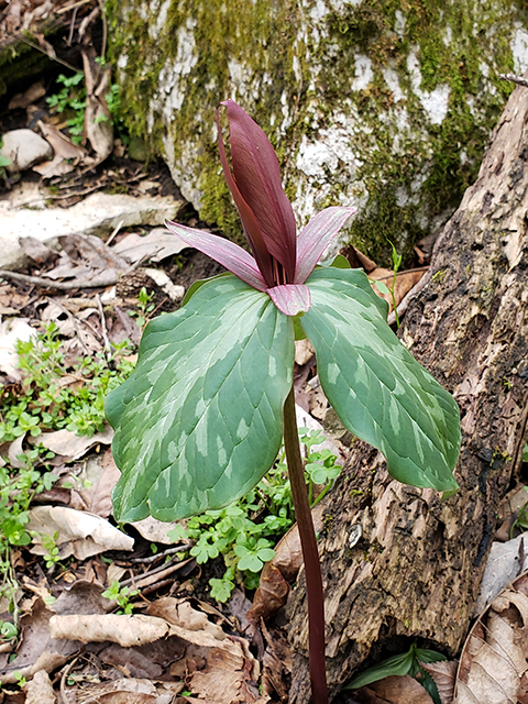 Trillium cuneatum (Little sweet betsy) #87900