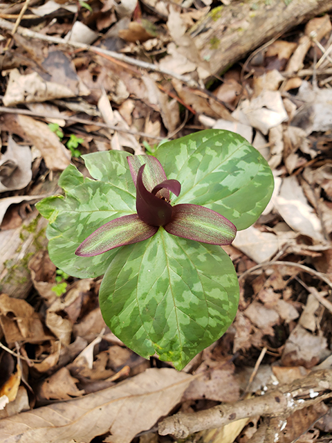 Trillium cuneatum (Little sweet betsy) #87901