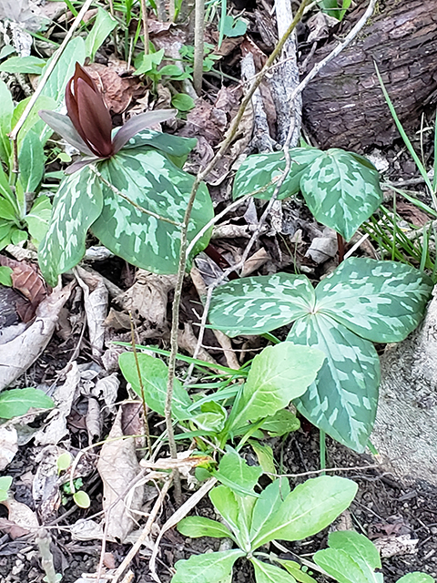 Trillium cuneatum (Little sweet betsy) #87909