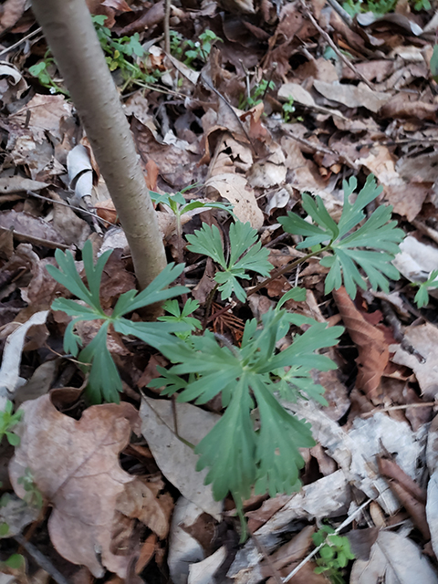 Delphinium tricorne (Dwarf larkspur) #87913