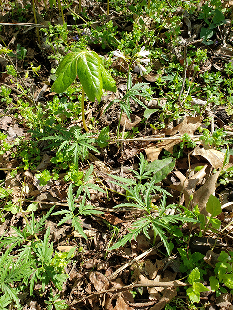 Cardamine concatenata (Cutleaf toothwort) #87914