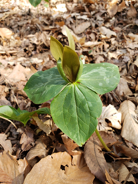 Trillium cuneatum (Little sweet betsy) #87921