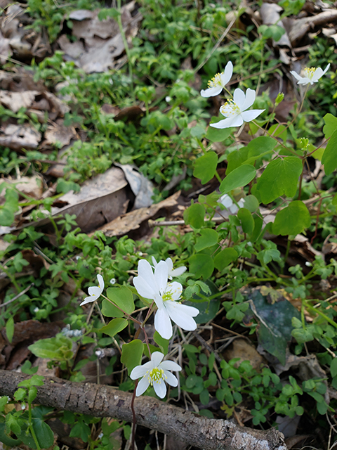 Thalictrum thalictroides (Rue anemone) #87923