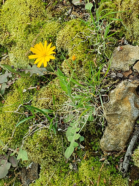 Krigia biflora (Two-flower dwarf dandelion) #87938