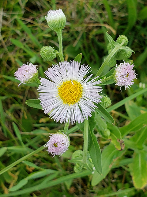 Erigeron philadelphicus (Philadelphia fleabane) #87943