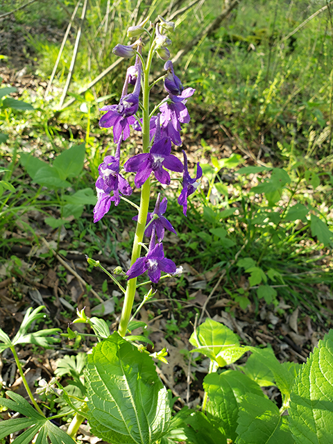 Delphinium tricorne (Dwarf larkspur) #87947