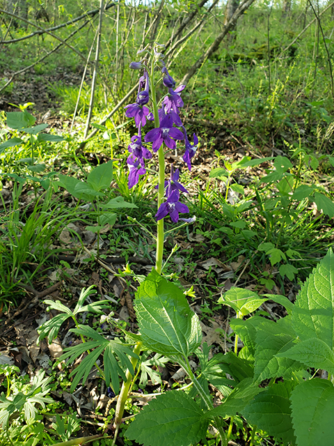 Delphinium tricorne (Dwarf larkspur) #87948