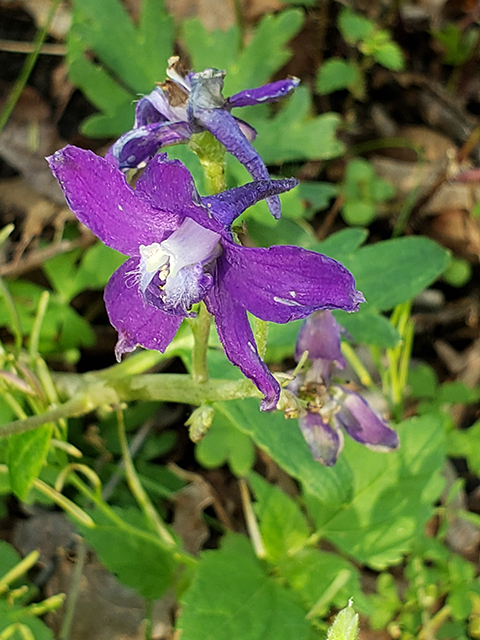 Delphinium tricorne (Dwarf larkspur) #87949