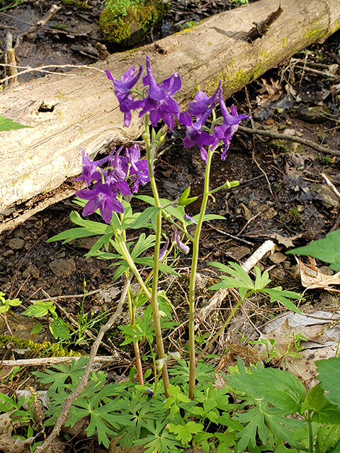 Delphinium tricorne (Dwarf larkspur) #87950