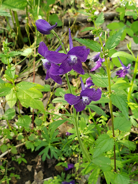 Delphinium tricorne (Dwarf larkspur) #87951