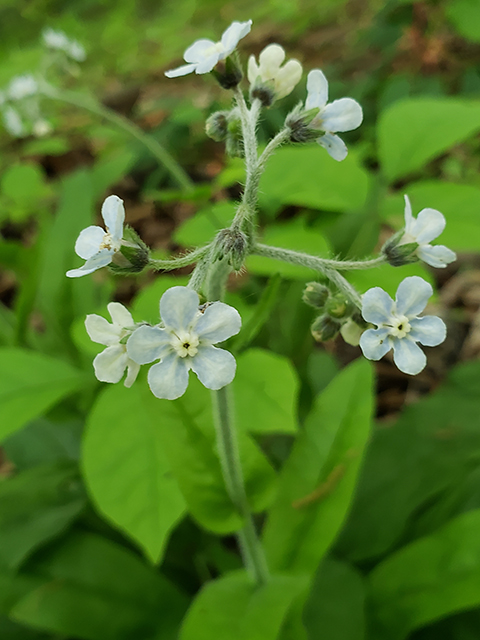 Cynoglossum virginianum (Wild comfrey) #87957