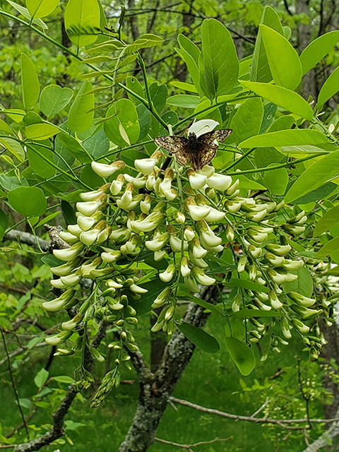 Robinia pseudoacacia (Black locust) #87962