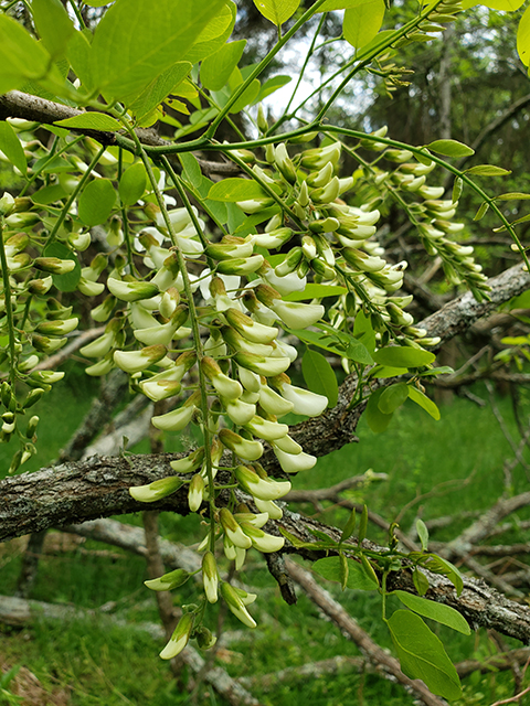 Robinia pseudoacacia (Black locust) #87963