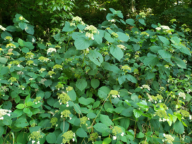 Hydrangea cinerea (Ashy hydrangea) #87969