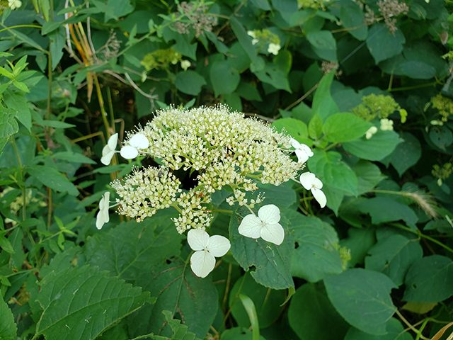 Hydrangea cinerea (Ashy hydrangea) #87970