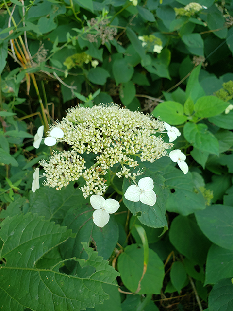 Hydrangea cinerea (Ashy hydrangea) #87971