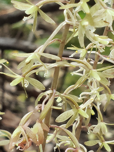 Tipularia discolor (Crippled cranefly) #87981