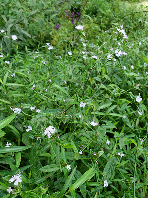 Elephantopus carolinianus (Carolina elephantsfoot) #87987