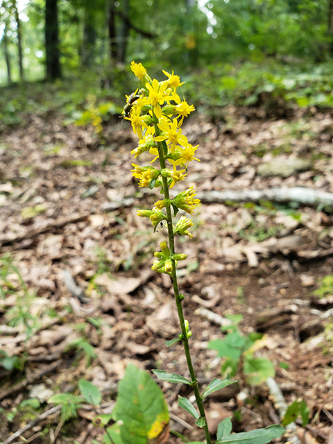 Solidago erecta (Showy goldenrod) #87990