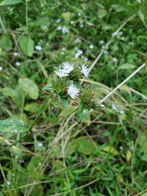 Elephantopus carolinianus (Carolina elephantsfoot) #87992