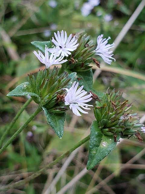 Elephantopus carolinianus (Carolina elephantsfoot) #87993