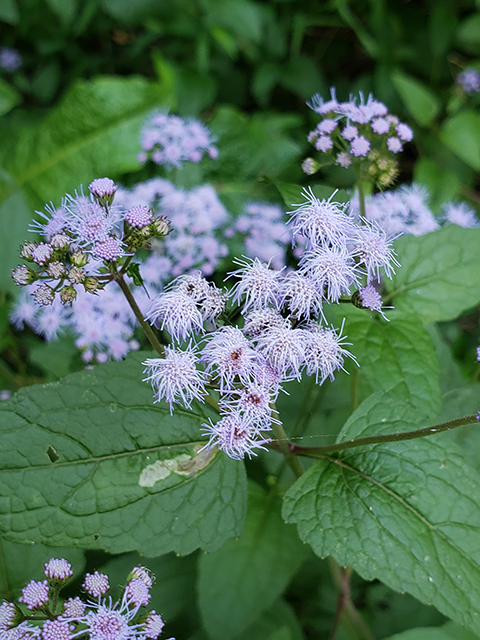 Conoclinium coelestinum (Blue mistflower) #87994