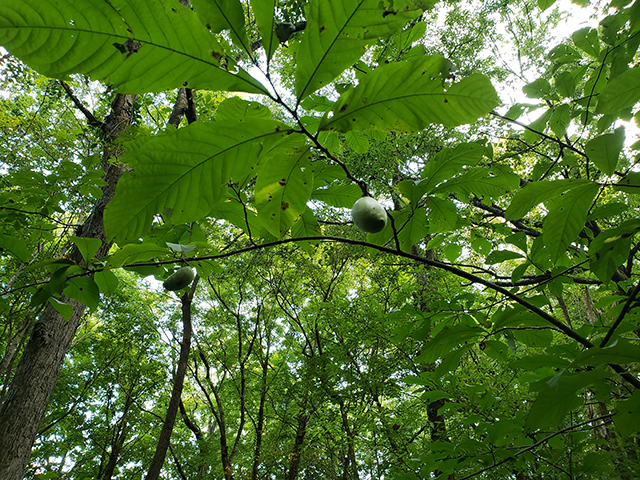 Asimina triloba (Pawpaw) #87999