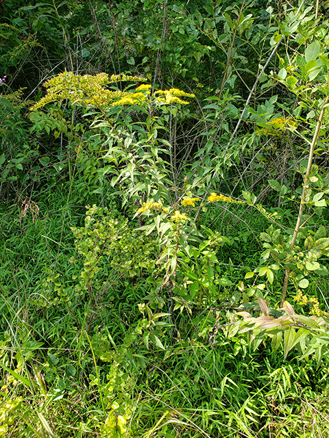 Solidago gigantea (Giant goldenrod) #89967