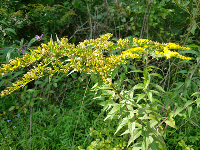 Solidago gigantea (Giant goldenrod) #89968