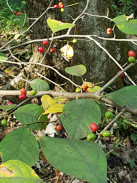 Lindera benzoin (Northern spicebush) #89972