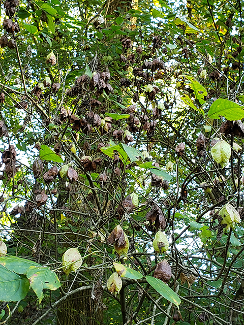 Staphylea trifolia (American bladdernut) #89980