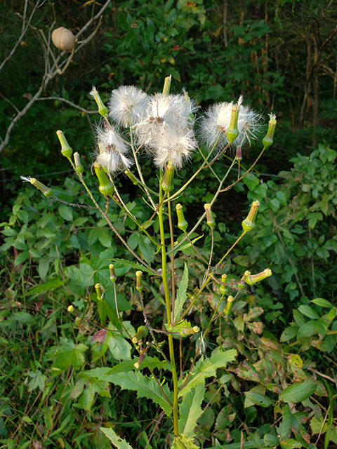 Erechtites hieraciifolius (American burnweed) #89985