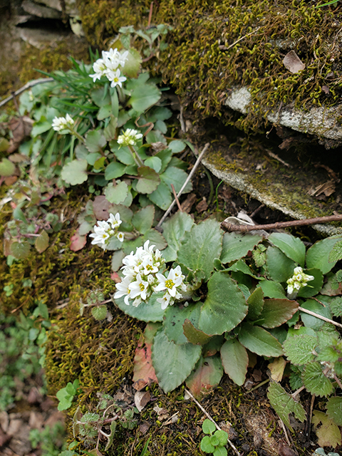 Saxifraga virginiensis (Early saxifrage) #89987