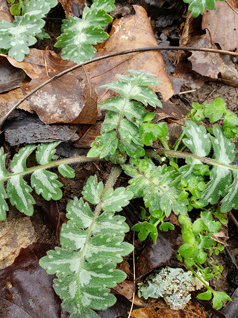 Hydrophyllum macrophyllum (Largeleaf waterleaf) #89988