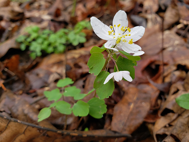 Thalictrum thalictroides (Rue anemone) #89989