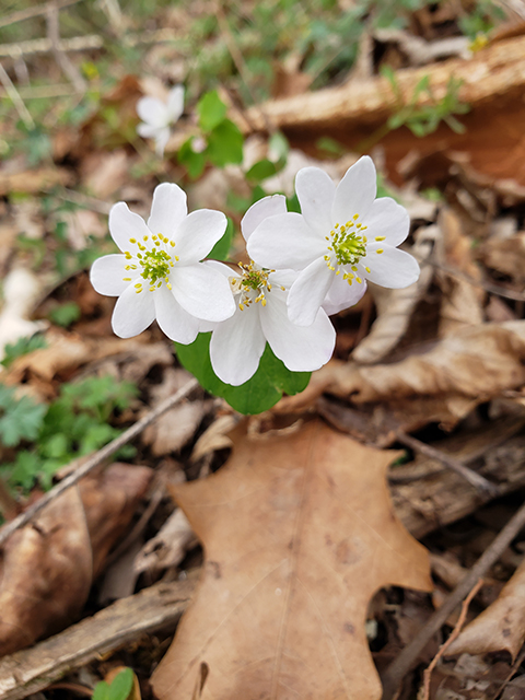 Thalictrum thalictroides (Rue anemone) #89991