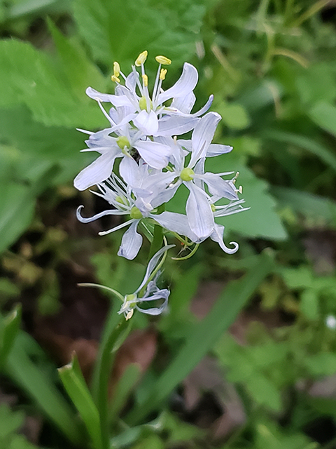 Camassia scilloides (Atlantic camas) #90000