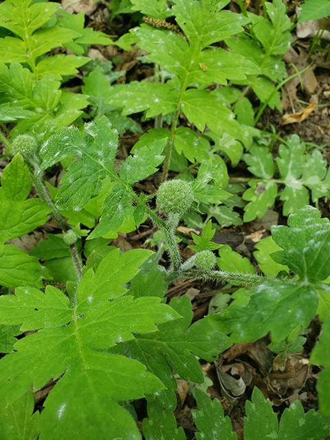 Hydrophyllum macrophyllum (Largeleaf waterleaf) #90001