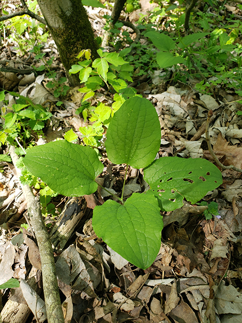 Smilax hugeri (Huger's carrionflower) #90002