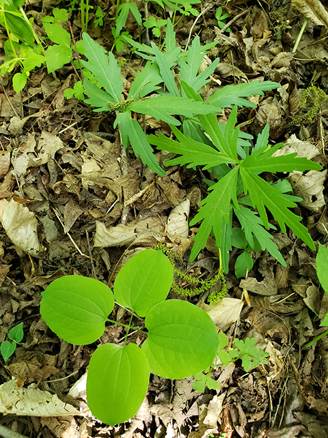 Smilax hugeri (Huger's carrionflower) #90007