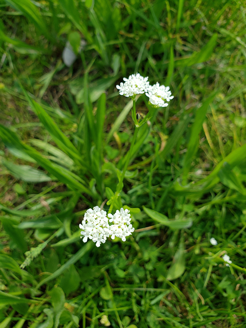 Valerianella radiata (Beaked cornsalad) #90009