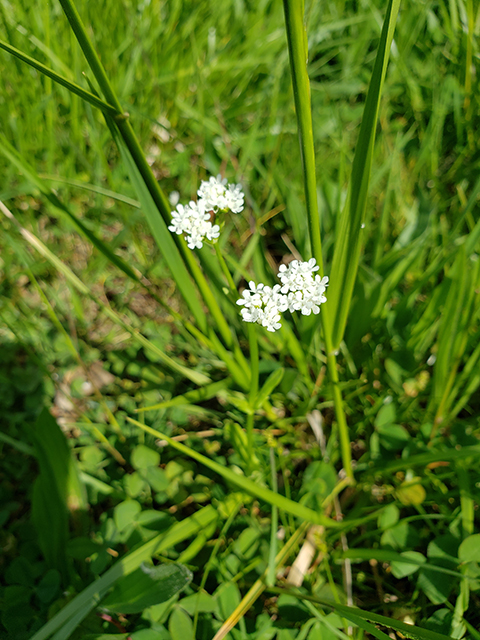 Valerianella radiata (Beaked cornsalad) #90010