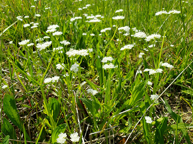 Valerianella radiata (Beaked cornsalad) #90011