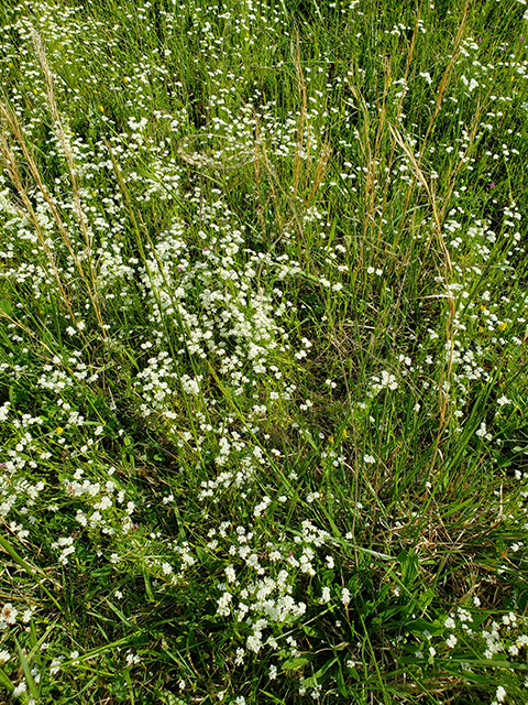 Valerianella radiata (Beaked cornsalad) #90016