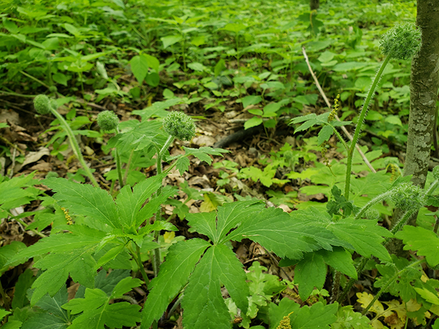 Hydrophyllum macrophyllum (Largeleaf waterleaf) #90019