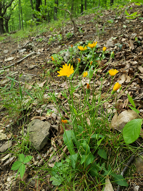 Krigia biflora (Two-flower dwarf dandelion) #90021