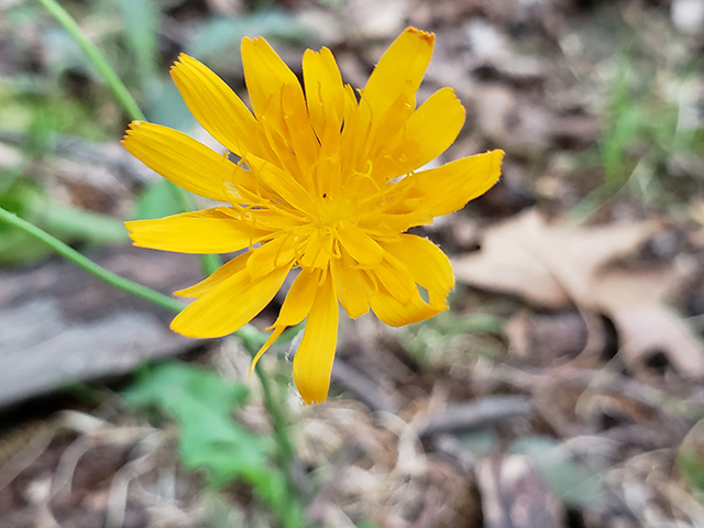 Krigia biflora (Two-flower dwarf dandelion) #90023