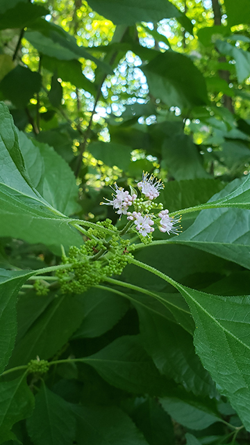 Callicarpa americana (American beautyberry ) #90024